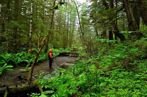 The Largest Rainforest In Alaska Is Also The Largest In The U S