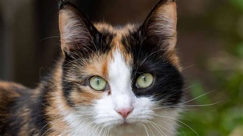 Hanauer Gericht urteilt Tierheim darf Kater nicht eigenmächtig abholen