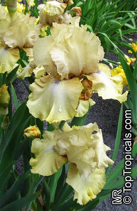 Iris (Bearded Hybrids, yellow flower), Bearded Iris