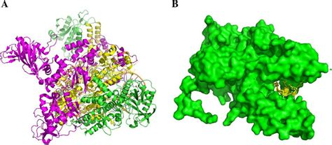 Structures Of The Influenza Polymerase A X Ray Crystal Structures Of