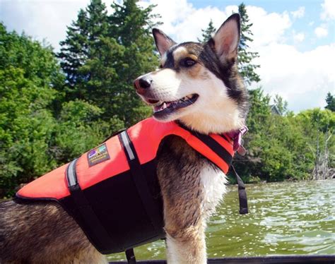 Descente de lArdèche en canoë kayak avec votre chien LA VERNEDE