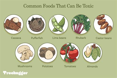 8 Poisonous Foods We Commonly Eat