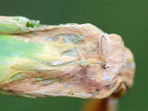 Leek Moth Identification And Control