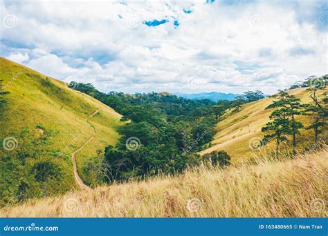 Beautiful Grass Hill In Old Forest In Ta Nang Lam Dong Vietnam Stock Image Image Of