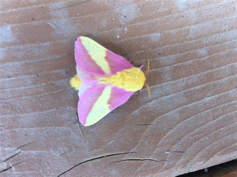 Female Rosy Maple Moth