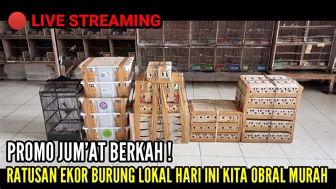 LIVE STREAMING PROMO JUM AT BERKAH RATUSAN EKOR BURUNG LOKAL