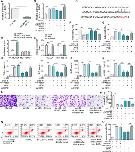 MiR 20a 5p Alleviated Ox LDL Induced HCAECs Inflammation And Injury Via