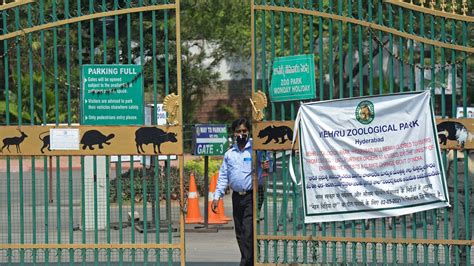 India Closes All Tiger Reserves After Covid Outbreaks In Zoos Cnn