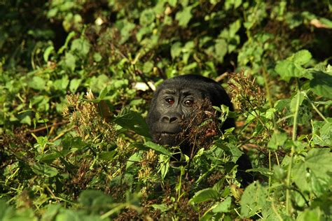 Uganda And Tanzania Safaris Gorillas Wildlife Cultural Uganda