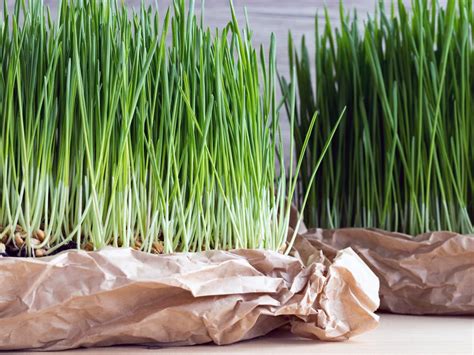 Wheatgrass Benefits Nutrition Side Effects And Warnings