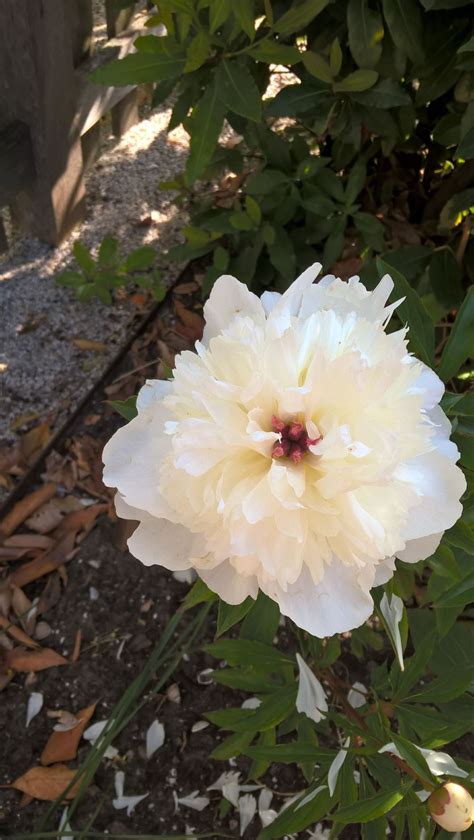 Paeonia Officinalis Alba Plena Pioen Pioenroos Peony Hortus