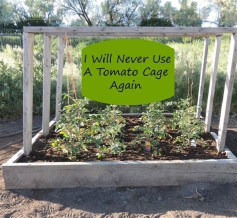 Diy Tomato Cage Trellis Stake Ideas Balcony Garden Web