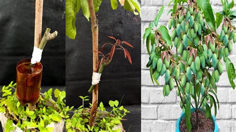 How To Graft Different Type Mango Tree Branch On A Mango Tree Grow