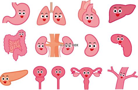 無料イラスト 内臓 セット キャラ 快調