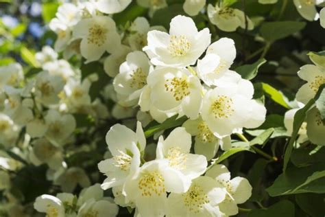 Cómo Y Cuándo Plantar Jazmín mijardin es