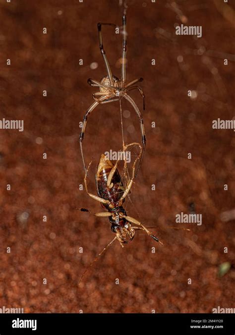 Araña Viuda Marrón Adulta de la especie Latrodectus geometricus que se