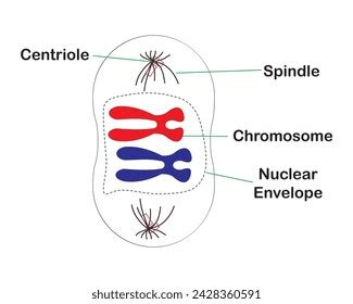 Diagram Prophase During Mitosisbiology Mitosis Process Stock Vector ...