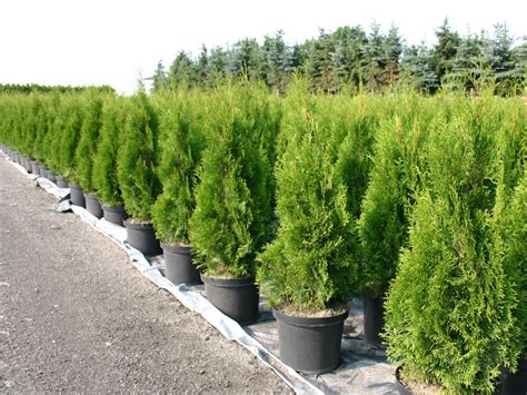 Саженец западной туи Смарагд Thuja occidentalis Smaragd 120 140