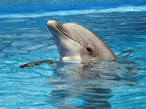 10 Most Awesome Facts About Dolphins