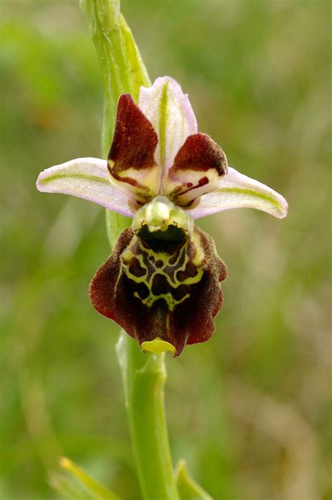 Ophrys Apifera Orchids Wiki