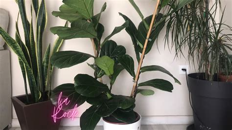 Cómo Propagar el Ficus Lyrata Resultados y Paso a Paso