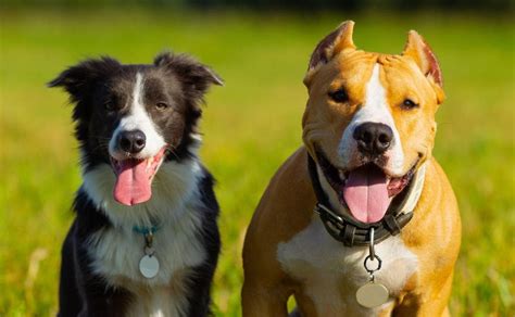 Por Que Los Perros Sacan La Lengua