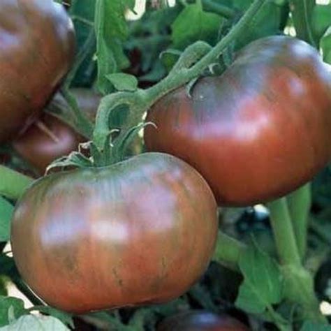 Heirloom Cherokee Purple Tomato Seeds Etsy