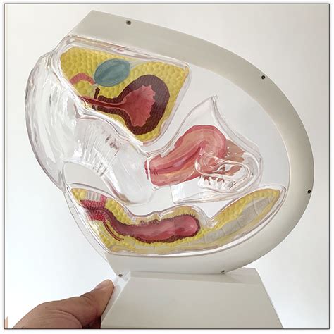 Transparent Uterus Model Human Vagina Anatomical Reproductive System