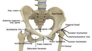 Hip Anatomy San Diego | Hip Arthritis San Diego | Osteoarthritis