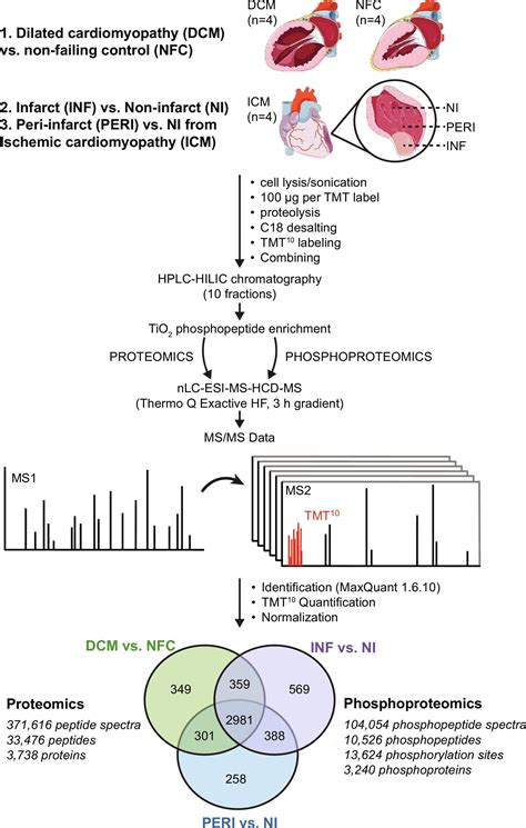 Proteomics And Phosphoproteomics Of Failing Human Left Ventricle