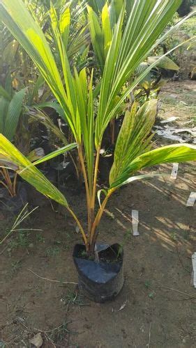 Full Sun Exposure Green East Coast Tall Coconut Plant For Outdoor