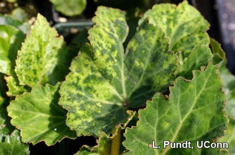 Begonia - Impatiens Necrotic Spot Virus (INSV) | Center for Agriculture ...