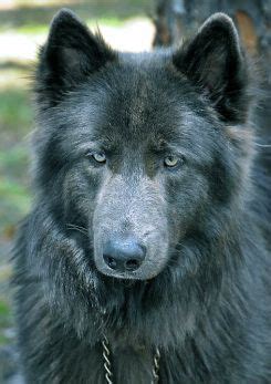 Chien Loup Américain Spencer - parc animalier sur le loup