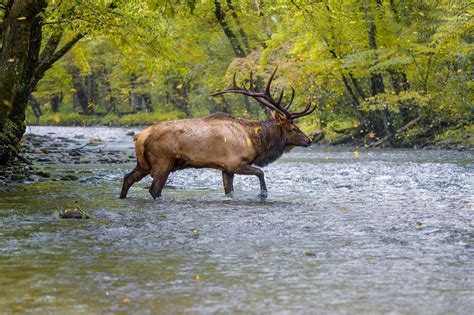 Photographing Elk in the Smoky Mountains :: Ed Erkes Nature Photography