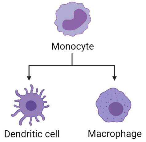 Blood Cells Definition And Types With Structure And Functions