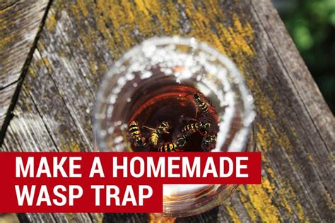 Best Wasp and Hornet Traps [Updated for 2019] Effective Wasp Traps