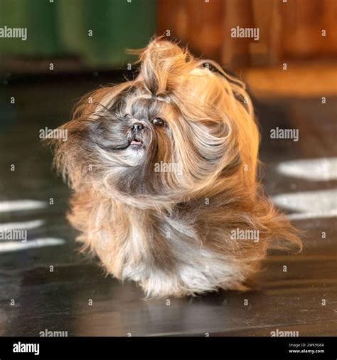 Long Haired Shih Tzu Shaking With Hair Flying Stock Photo Alamy