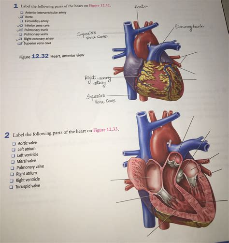 42 Anterior View Of The Heart With Labels