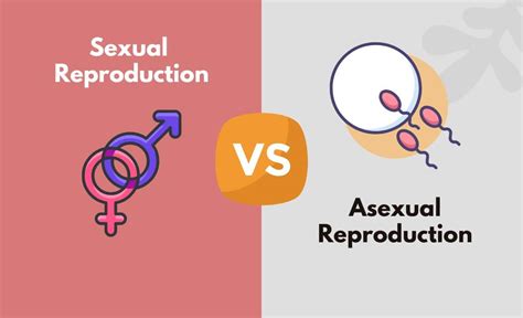 What Are The Key Differences Between Asexual And Sexual Reproduction