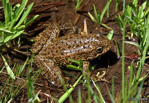 Sierra Nevada Yellow Legged Frog Alchetron The Free Social Encyclopedia