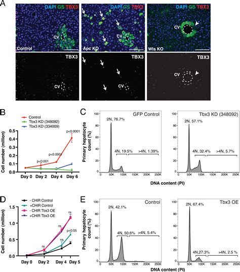 Wnt Signaling Regulates Hepatocyte Cell Division By A Transcriptional