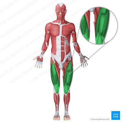 Musculus Quadriceps Femoris Anatomie Und Funktion Kenhub