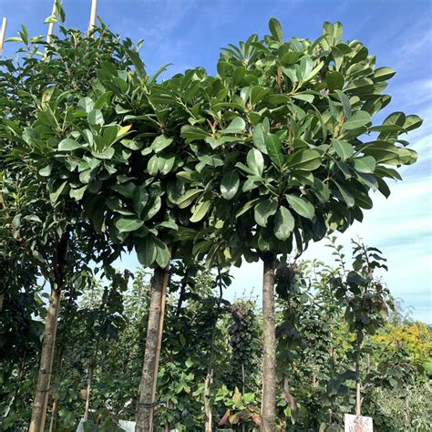 Laurier Boom Prunus Laurocerasus Caucasica Tuinplantenbezorgd Nl