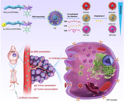 河南省脑靶向生物纳米药物重点实验室在Advanced Science发表最新研究成果 河南大学生命科学学院