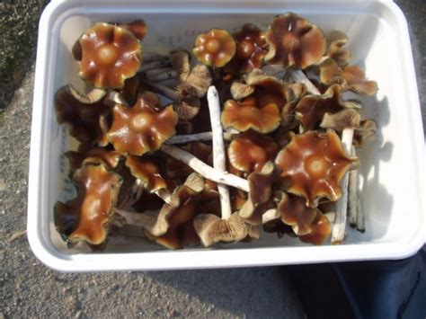 Psilocybe cyanescens Spawn bag | Cyber-Shrooms