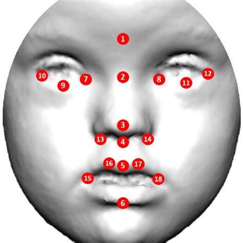 Anatomical Position Of Facial Landmarks Used In Morphometric And