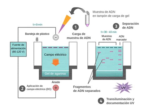 Procedimiento De La Electroforesis En Gel Labster Theory