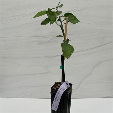 Pomelo Tree – US Citrus Nursery