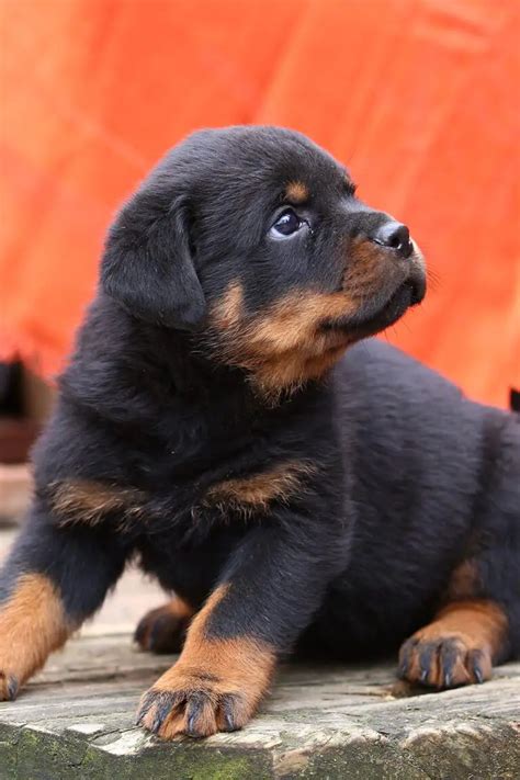 Rottweiler Puppies (25 Gorgeous Pups) - Talk to Dogs