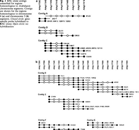 Bac Clone Contigs Assembled For Regions Homoeologous To Arabidopsis